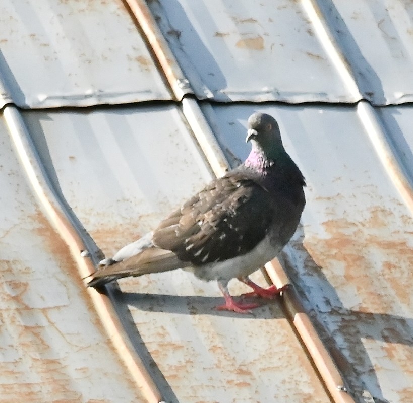 Rock Pigeon (Feral Pigeon) - ML620169692