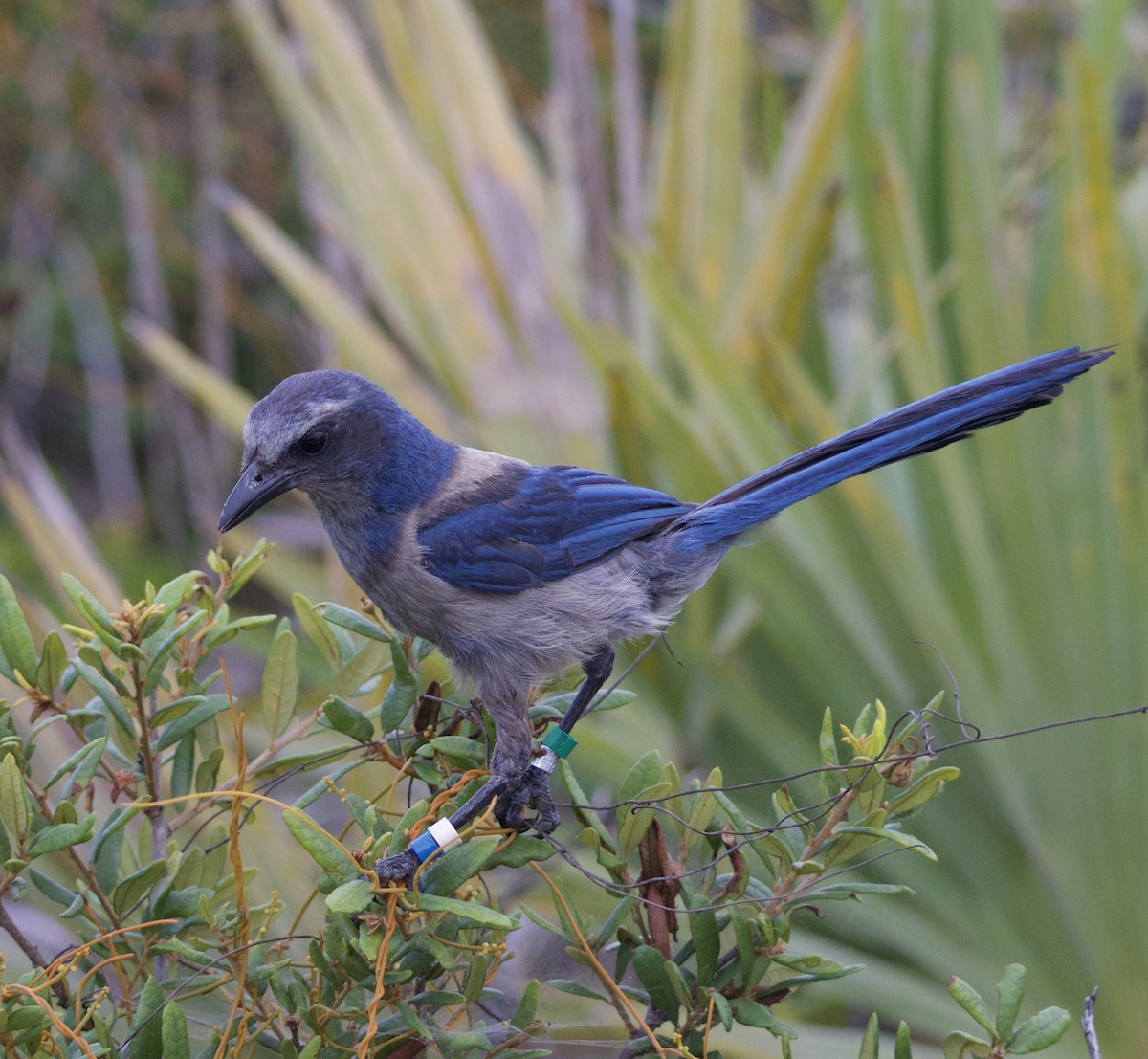 Florida Scrub-Jay - ML620169694