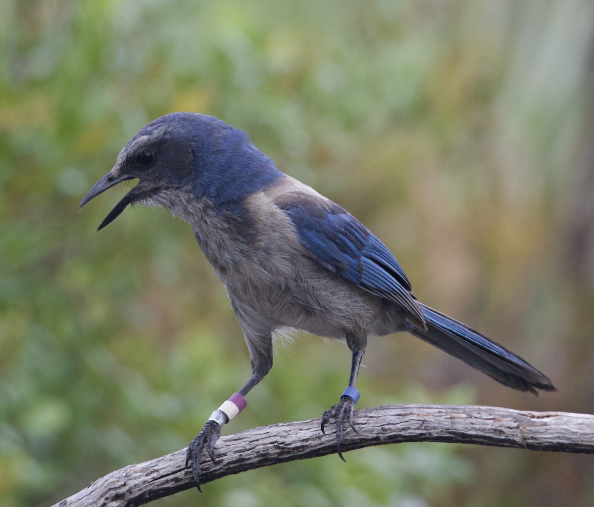 Florida Scrub-Jay - ML620169695