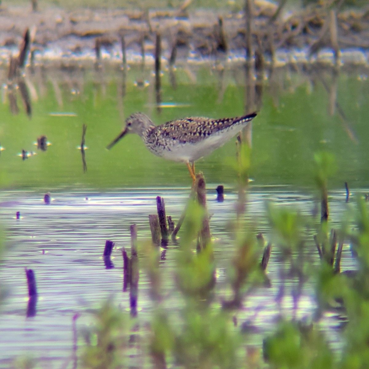 gulbeinsnipe - ML620169698