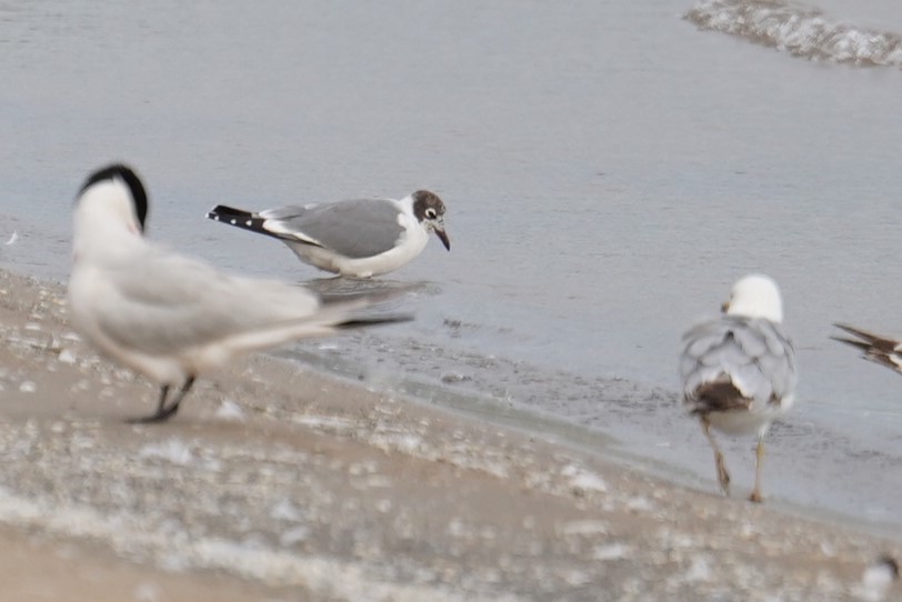 Mouette de Franklin - ML620169702