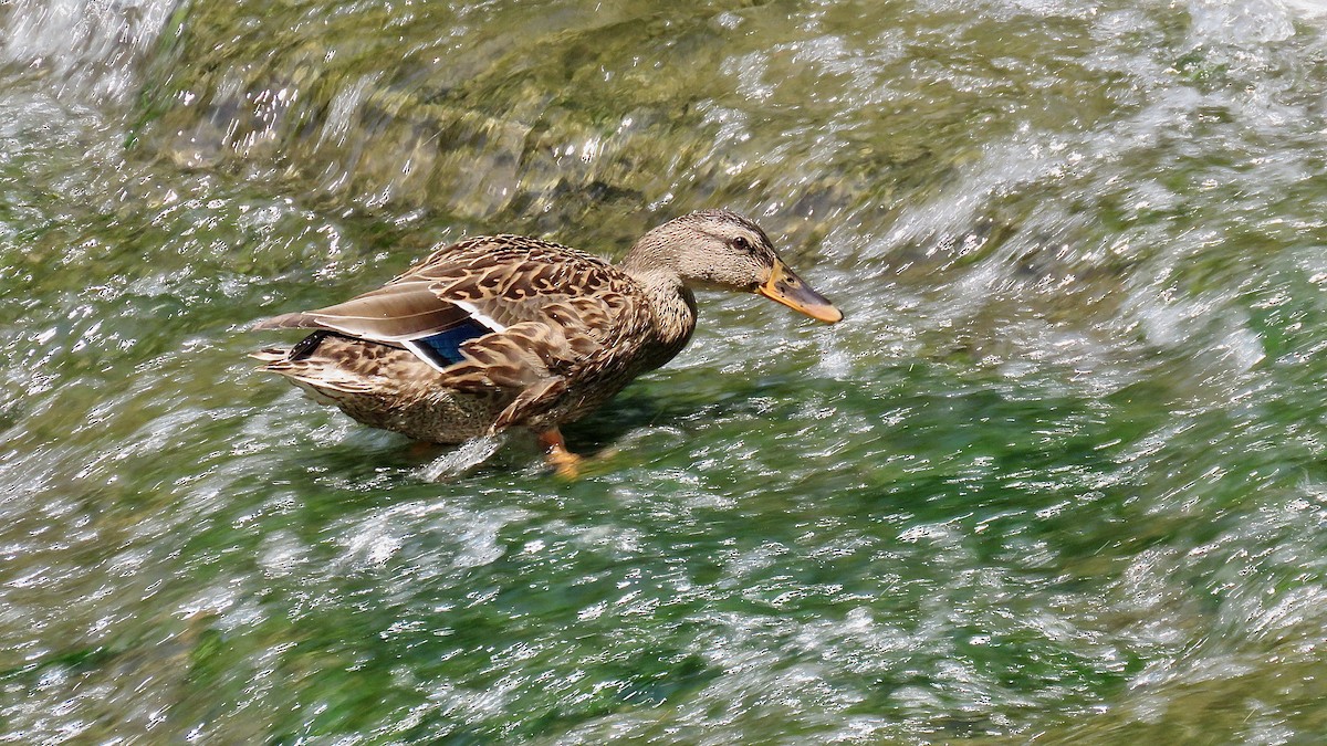 Mallard - ML620169712