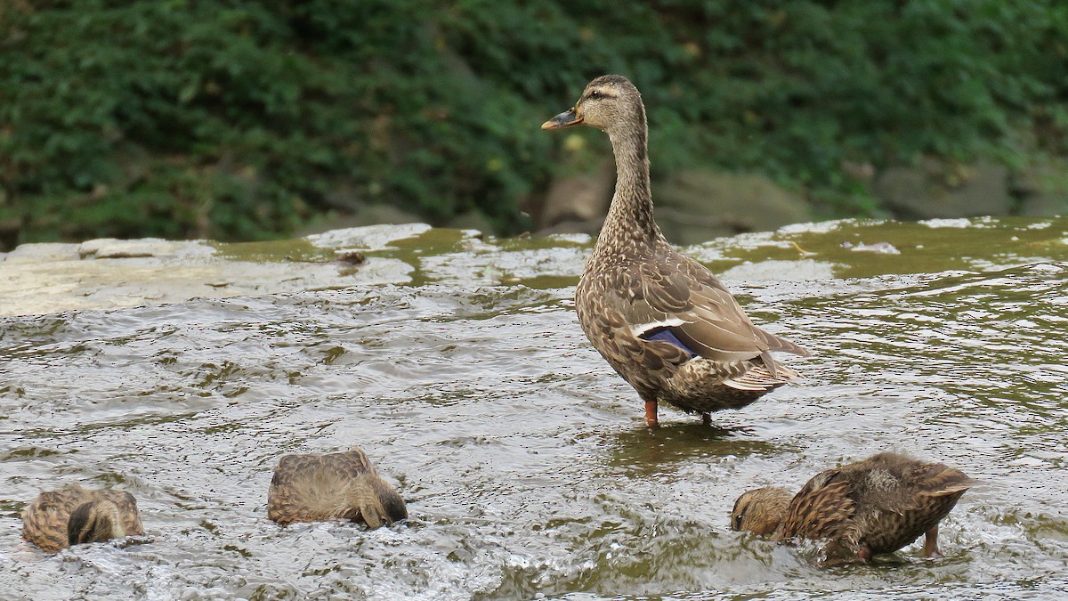 Stockente - ML620169713