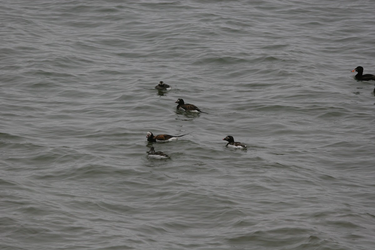 Long-tailed Duck - ML620169723
