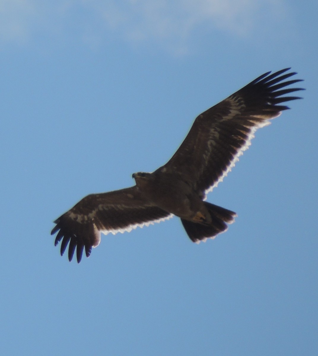 Águila Esteparia - ML620169724