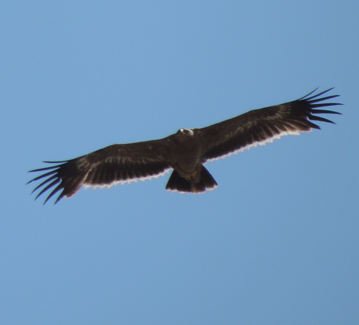 Águila Esteparia - ML620169725