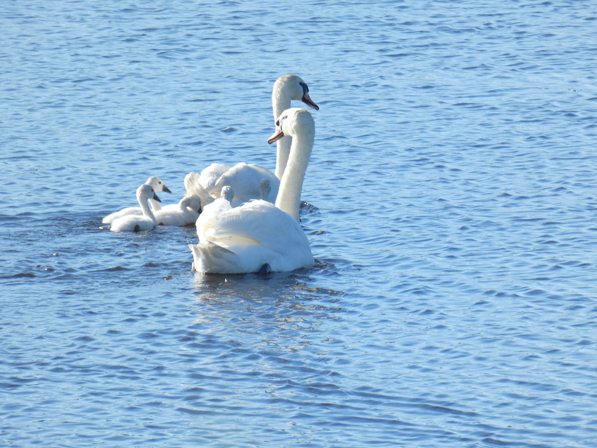 Mute Swan - ML620169726