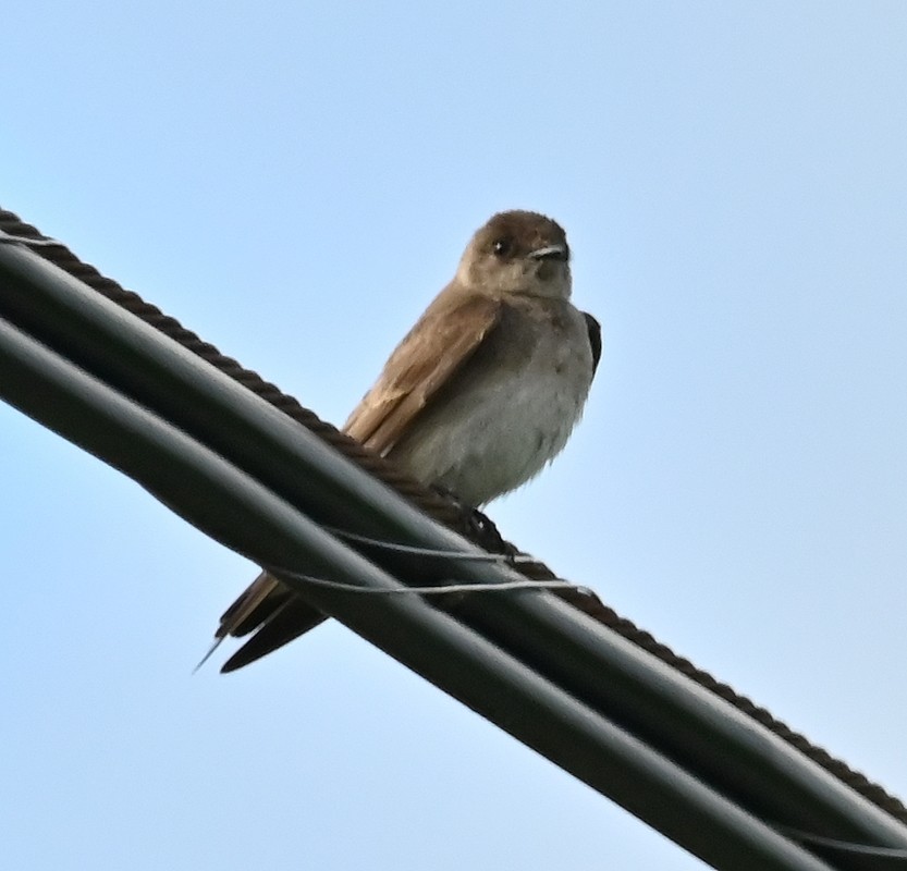 Northern Rough-winged Swallow - ML620169727