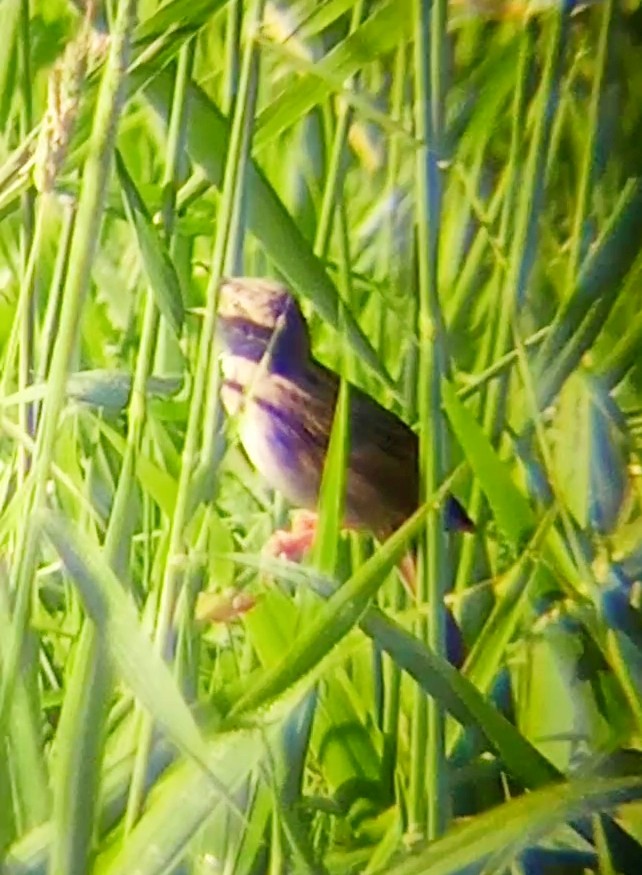 Common Grasshopper Warbler - ML620169729