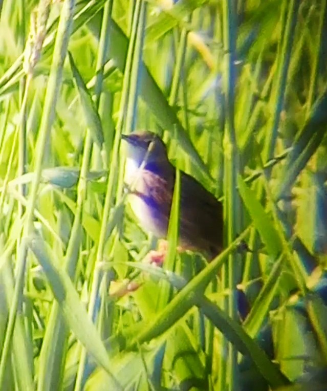 Common Grasshopper Warbler - ML620169732