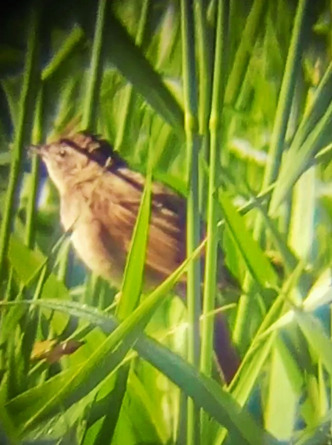 Common Grasshopper Warbler - ML620169733