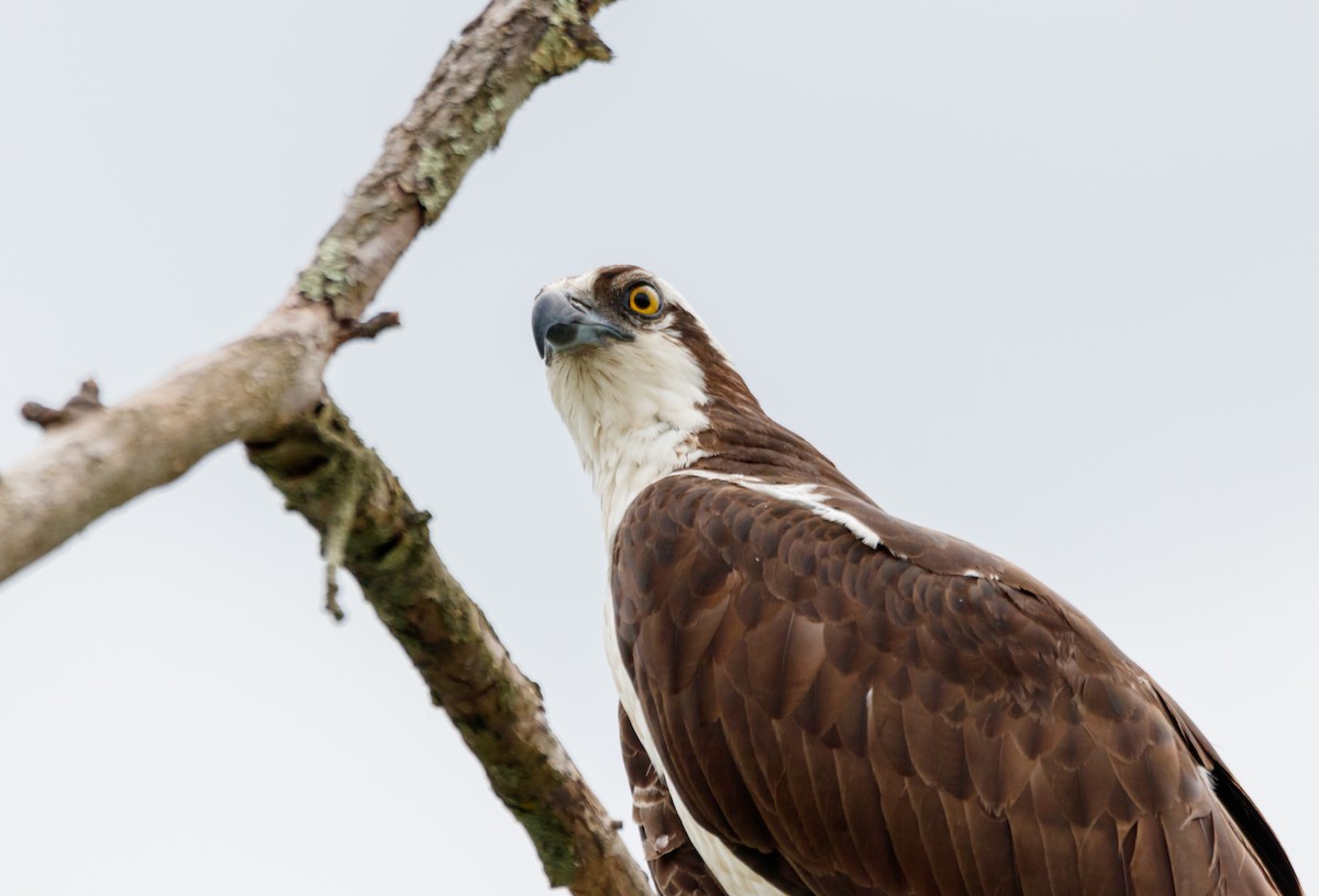 Osprey - ML620169736