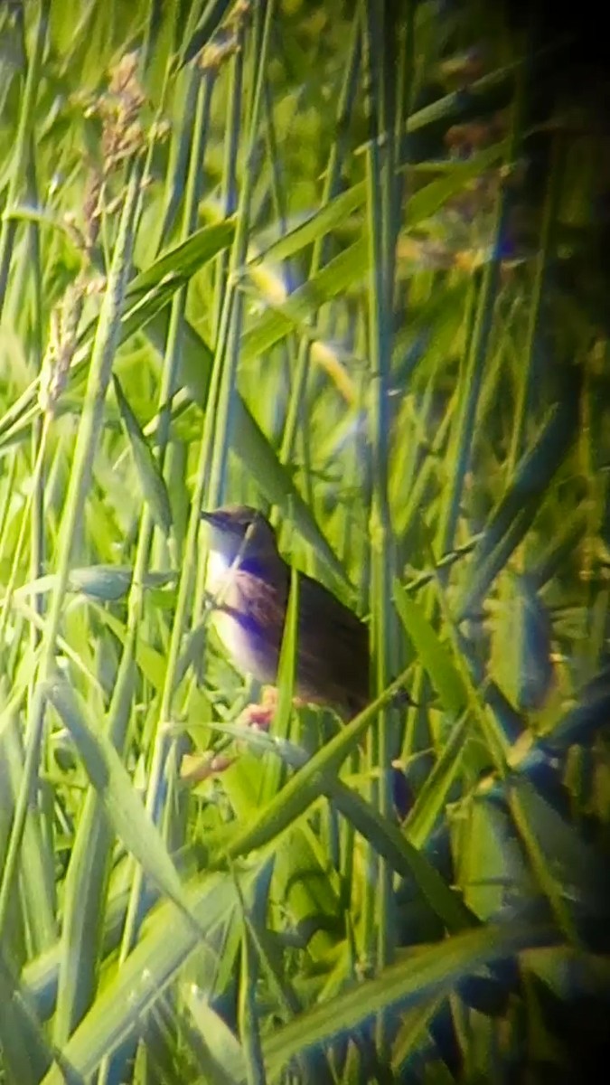 Common Grasshopper Warbler - Laurent Pascual-Le Tallec