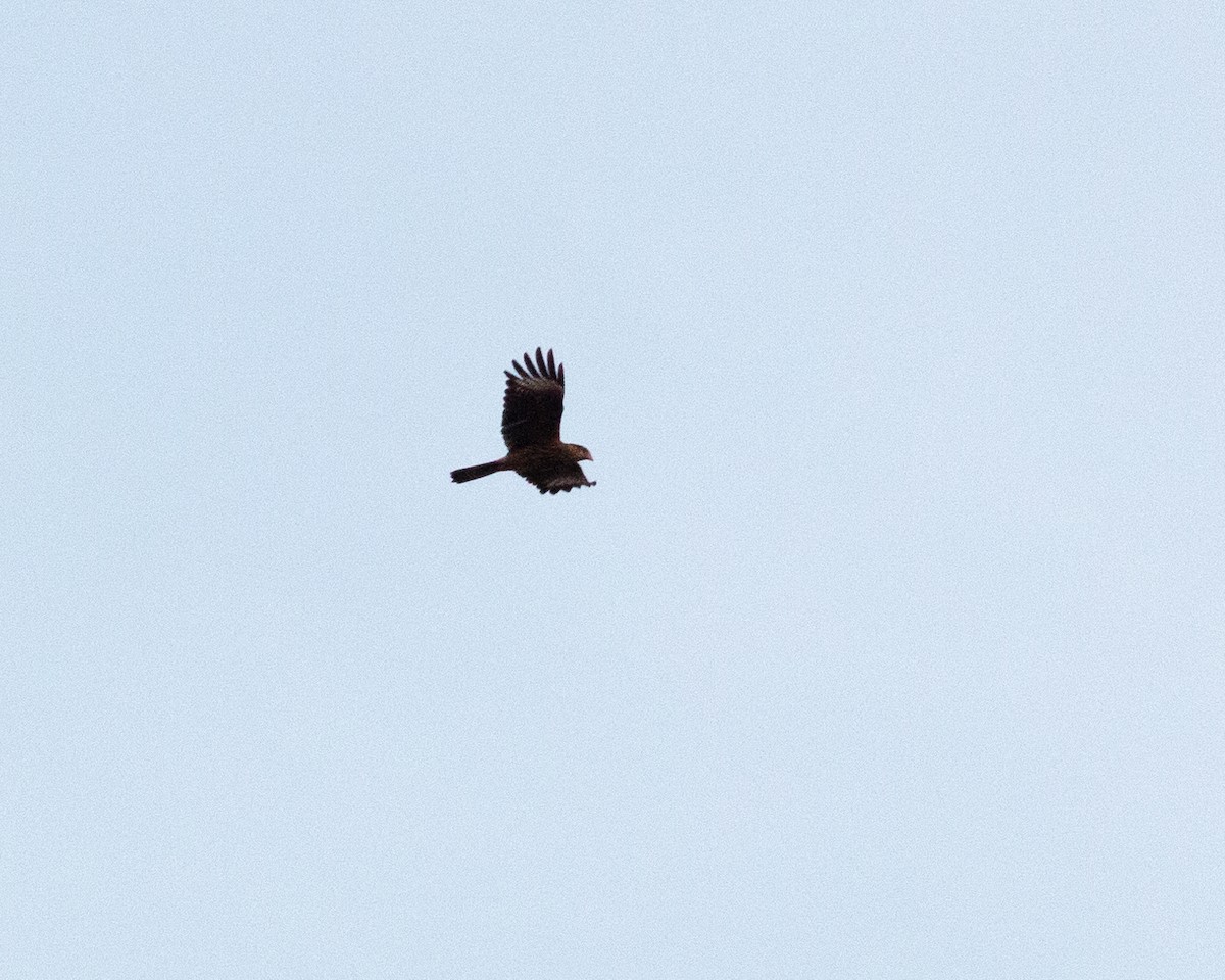 Yellow-headed Caracara - ML620169748