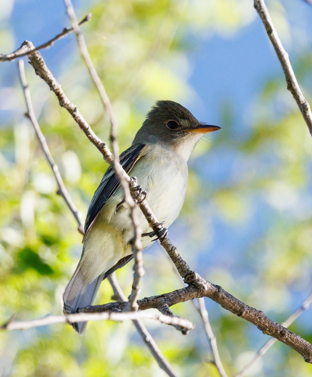 Western Wood-Pewee - ML620169752