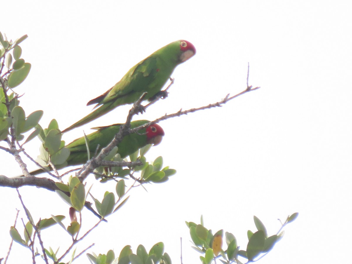 Conure à tête rouge - ML620169758