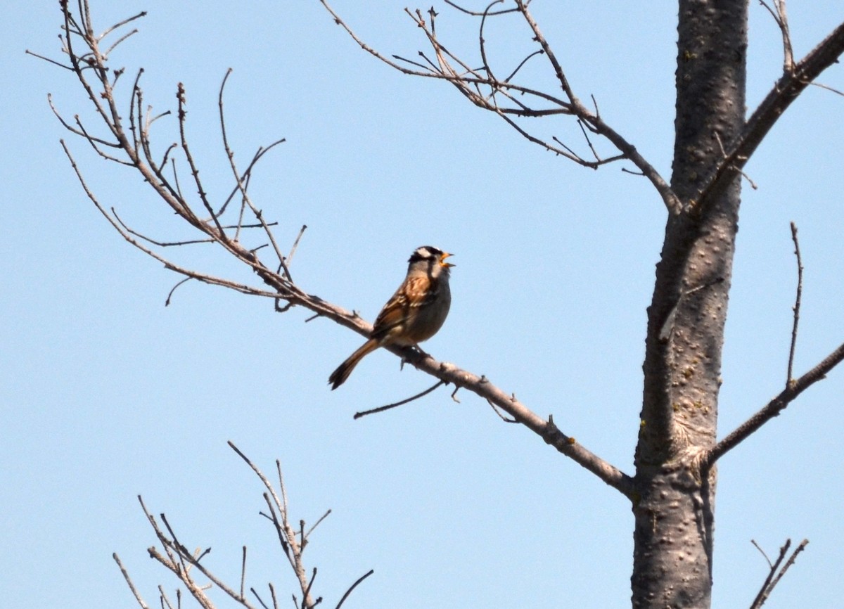 White-crowned Sparrow - ML620169765