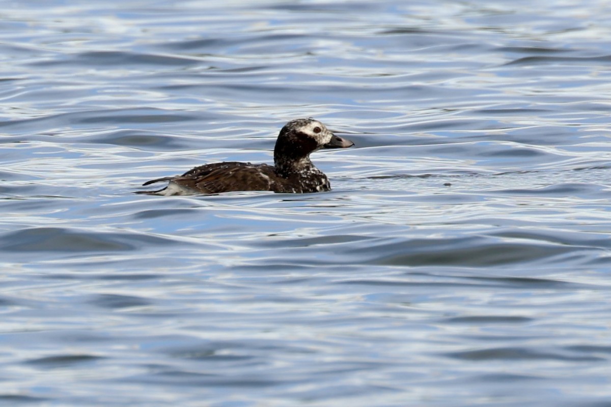 Long-tailed Duck - ML620169781