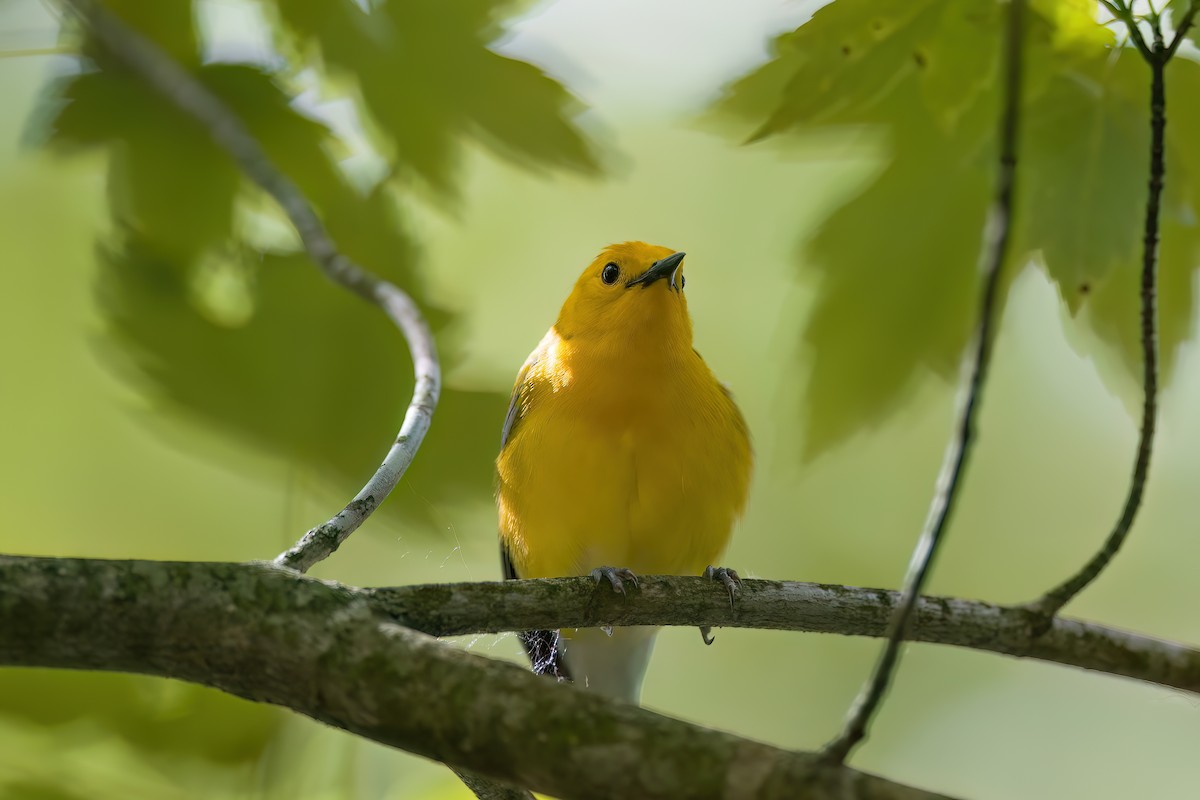 Prothonotary Warbler - ML620169783