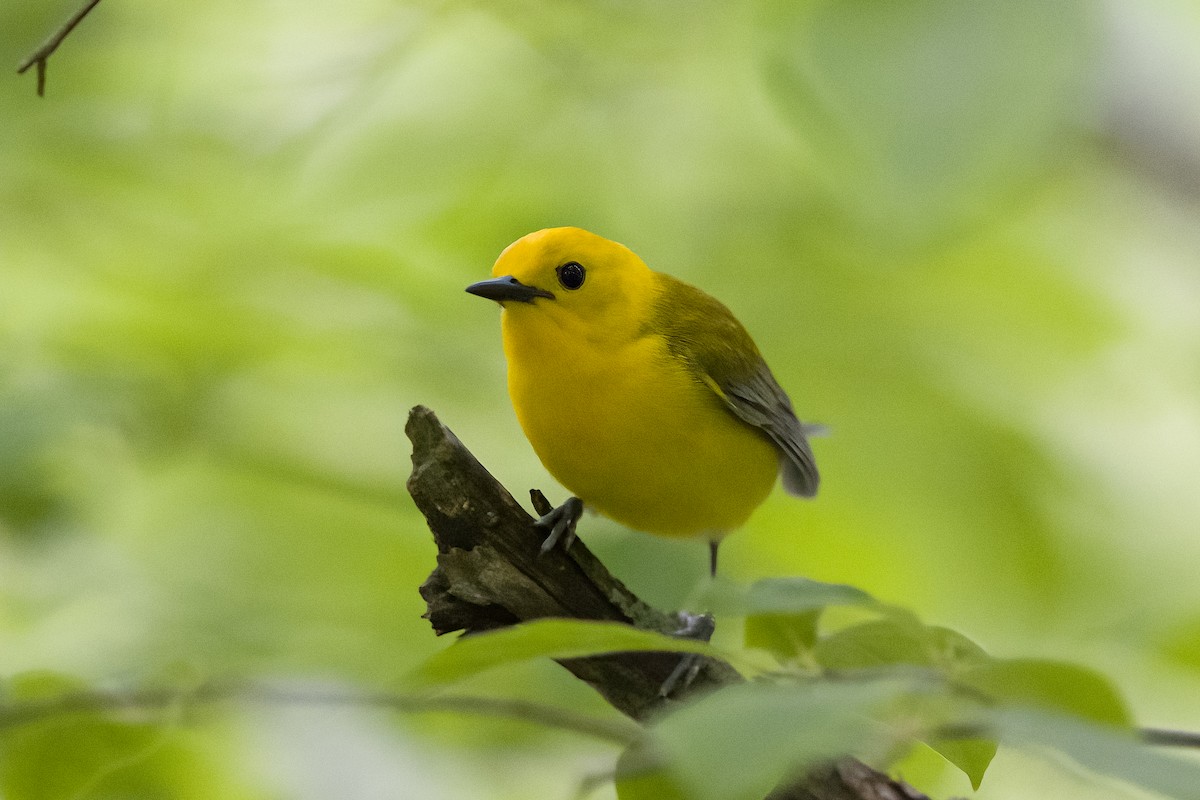 Prothonotary Warbler - ML620169785