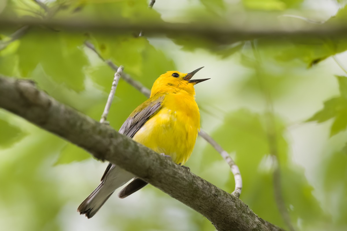 Prothonotary Warbler - ML620169786