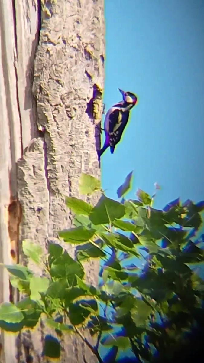 Great Spotted Woodpecker - ML620169791