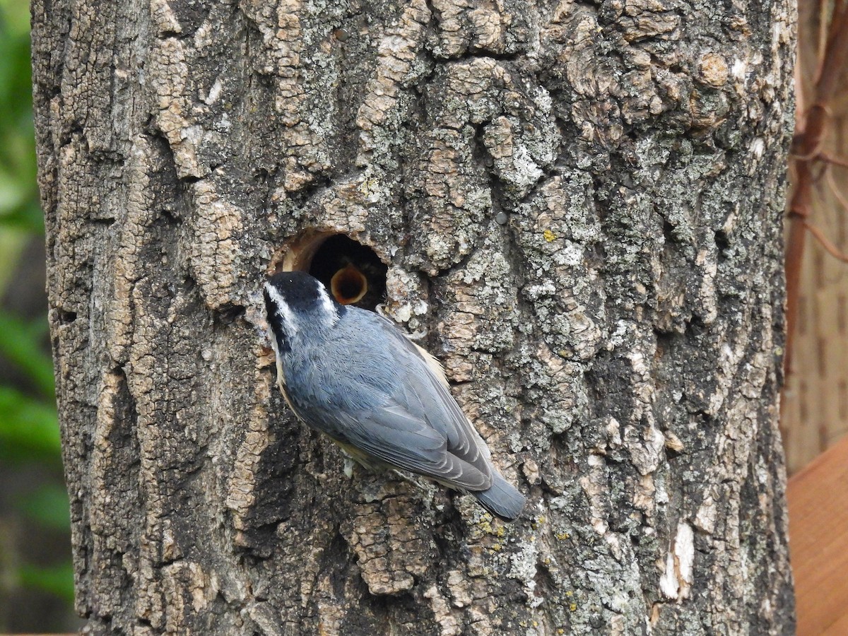 Red-breasted Nuthatch - ML620169796
