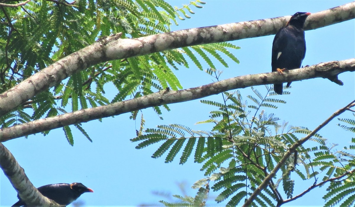 Sri Lanka Myna - ML620169800