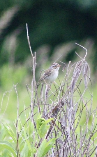 Clay-colored Sparrow - ML620169801