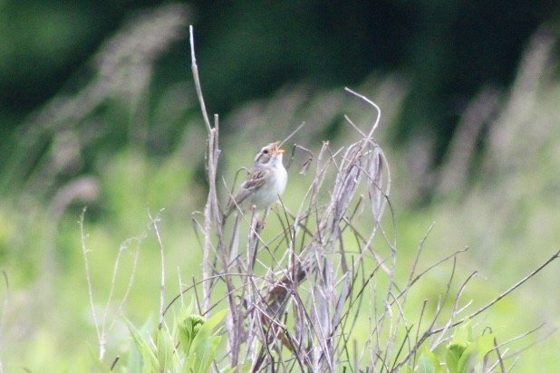 Clay-colored Sparrow - ML620169802