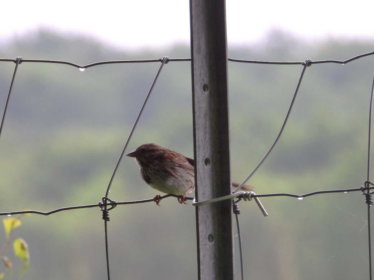 Song Sparrow - ML620169805