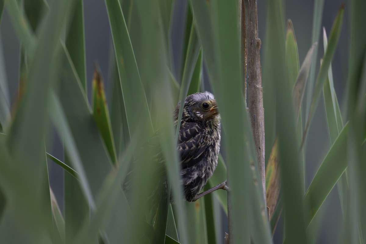 Red-winged Blackbird - ML620169809