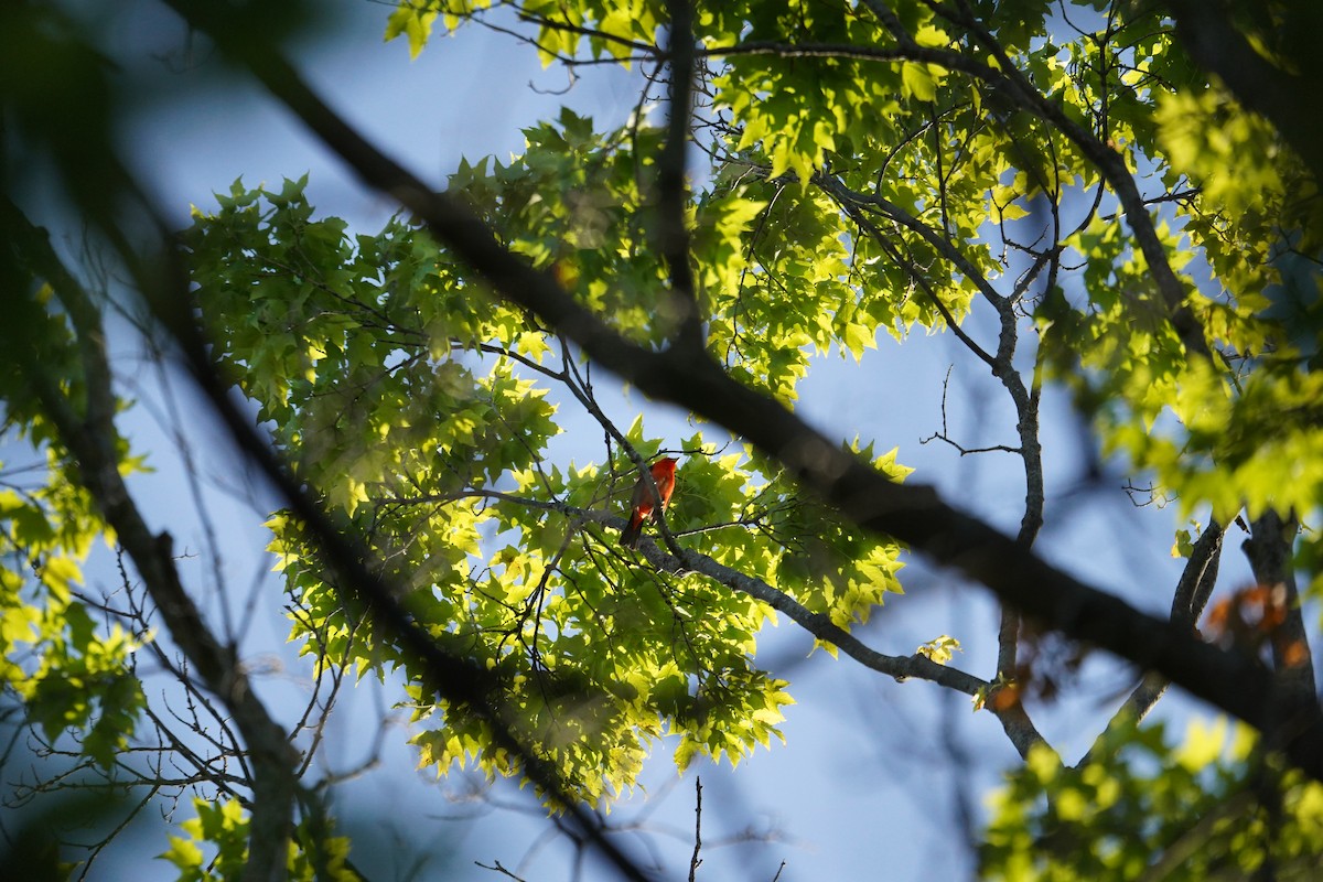 Scarlet Tanager - ML620169814