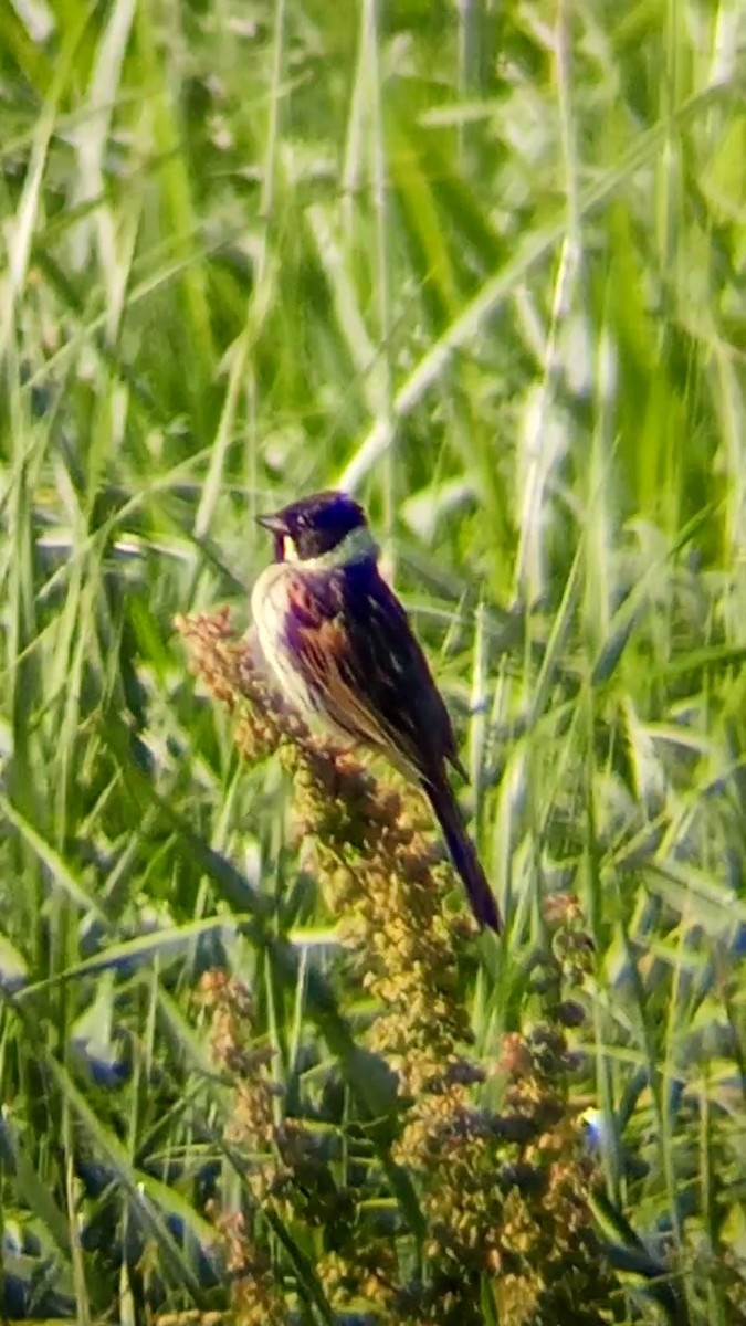 Reed Bunting - ML620169816