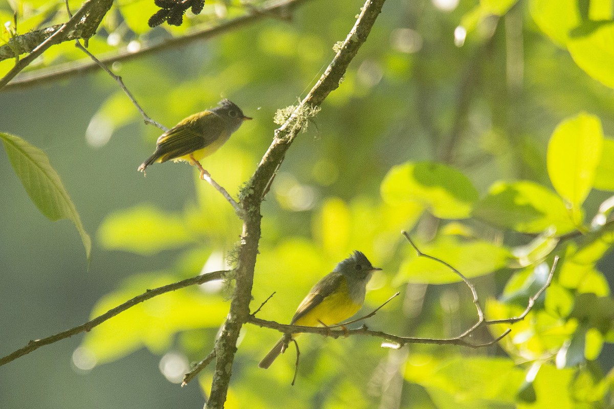 Gray-headed Canary-Flycatcher - ML620169818