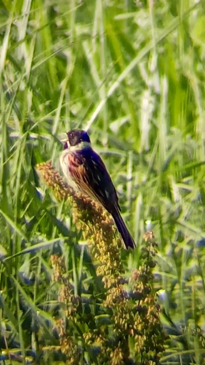 Reed Bunting - ML620169820