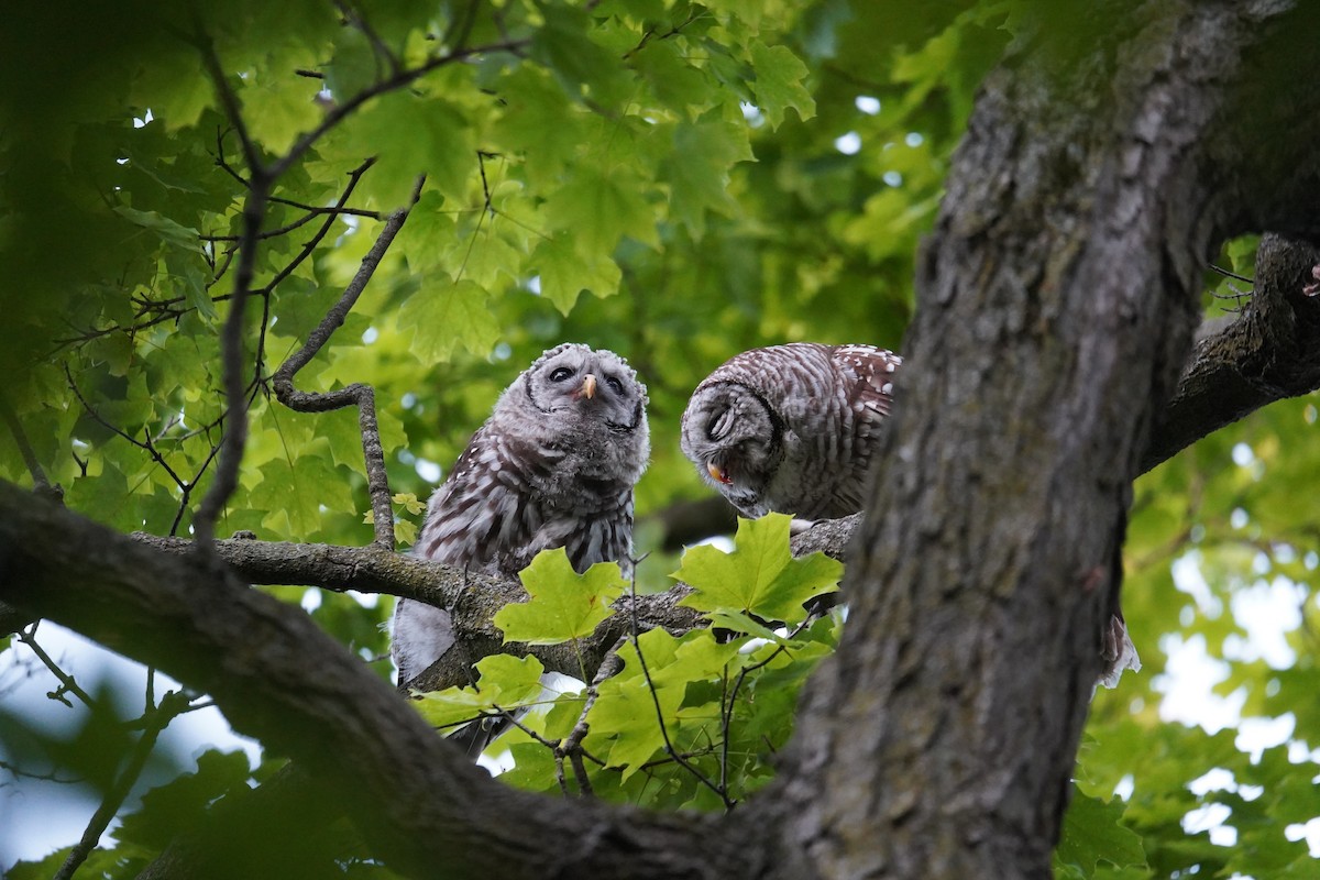 Barred Owl - ML620169826