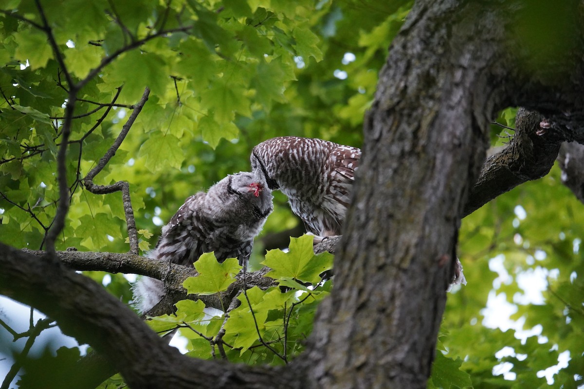 Barred Owl - ML620169827