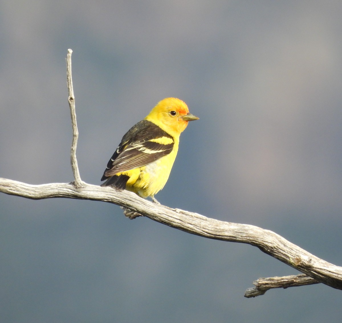 Western Tanager - ML620169828