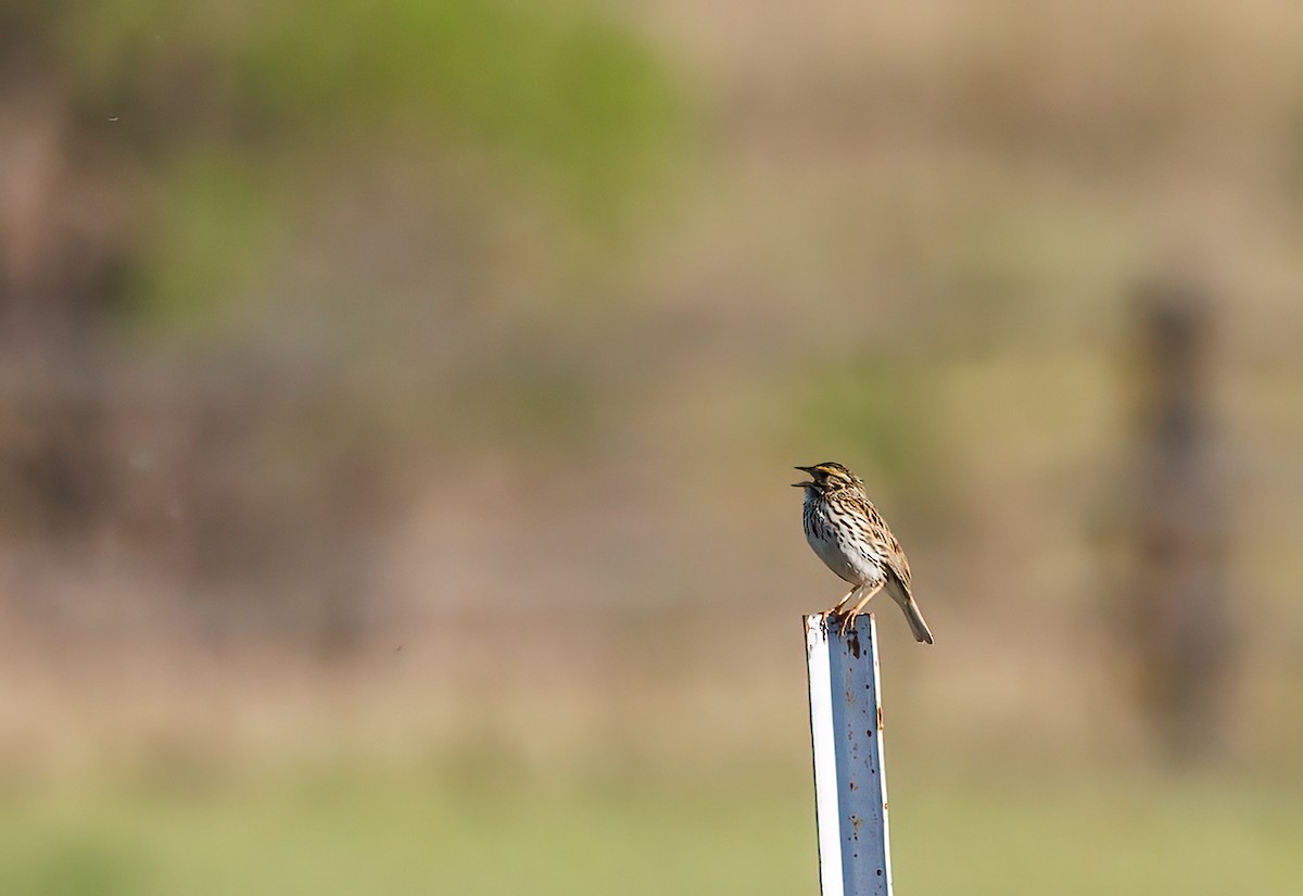 Savannah Sparrow - ML620169835