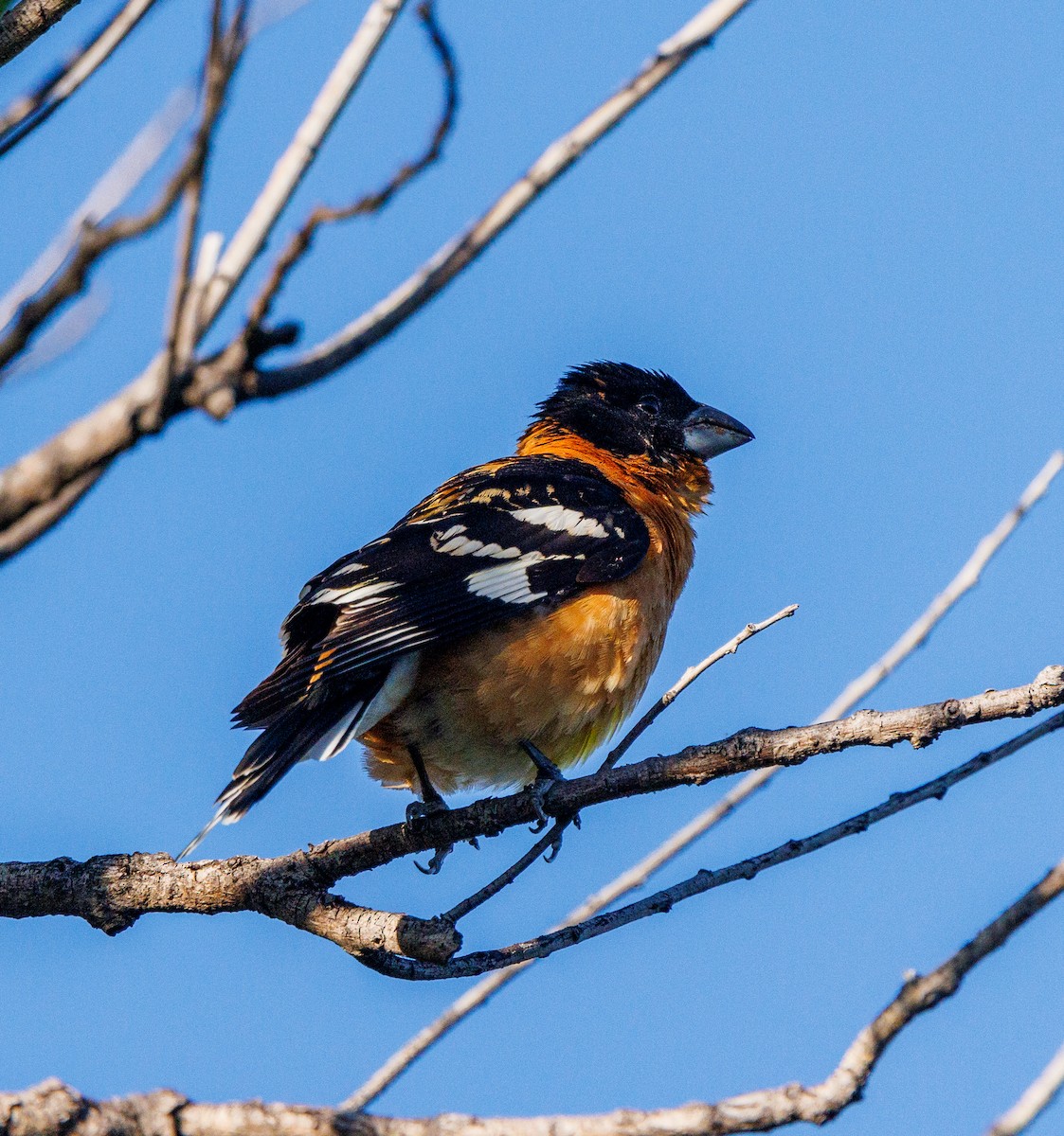 Black-headed Grosbeak - ML620169840