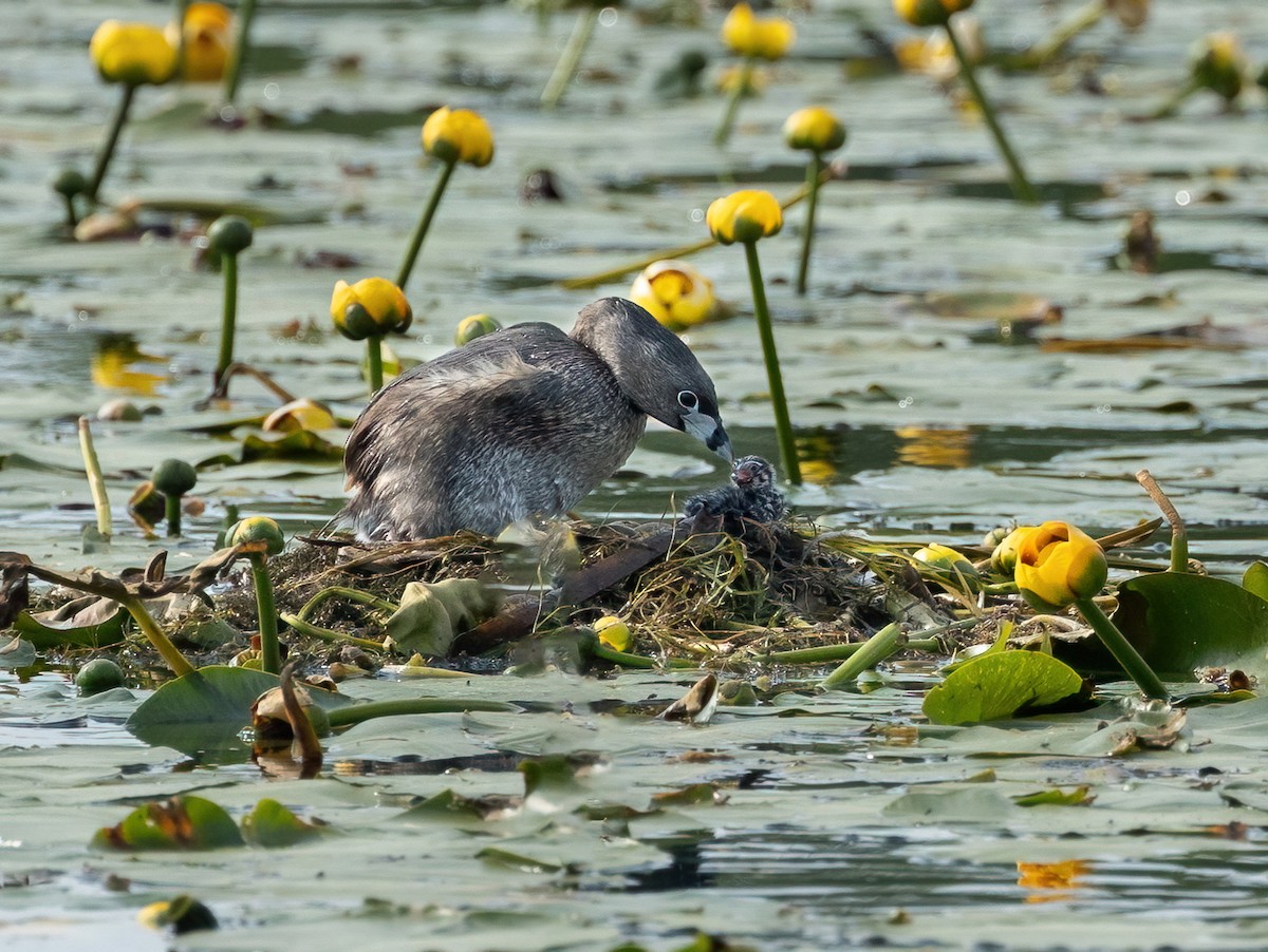 Pied-billed Grebe - ML620169843