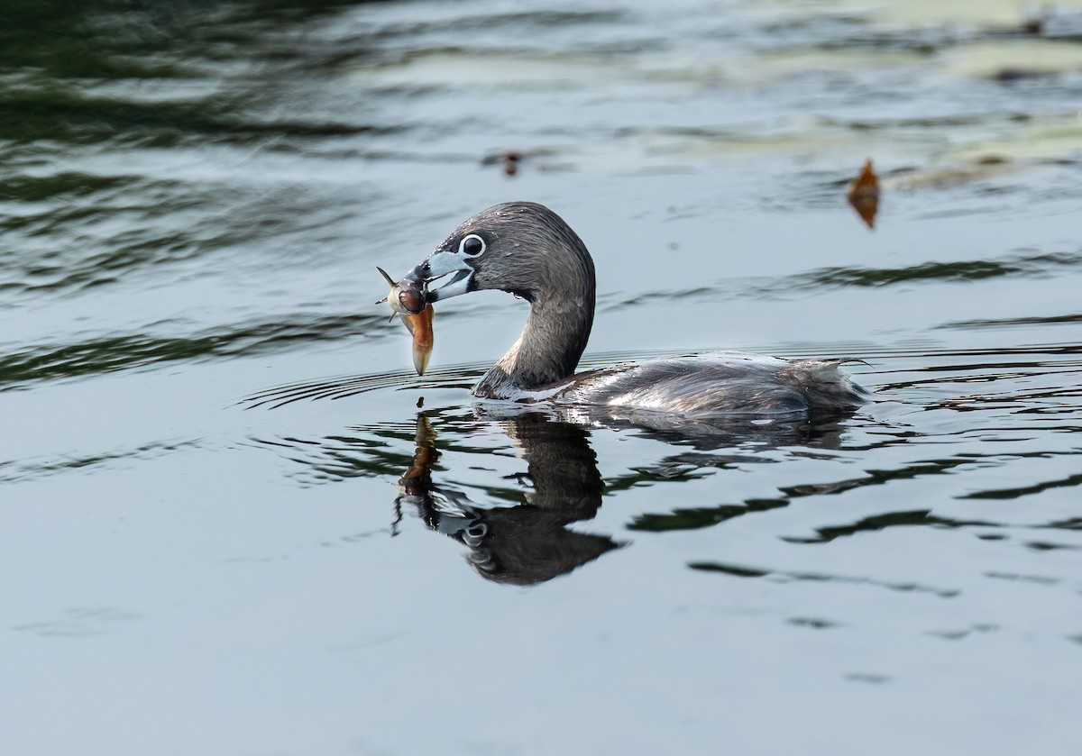 Pied-billed Grebe - ML620169844