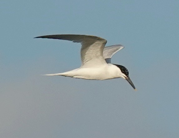 Sandwich Tern - ML620169847