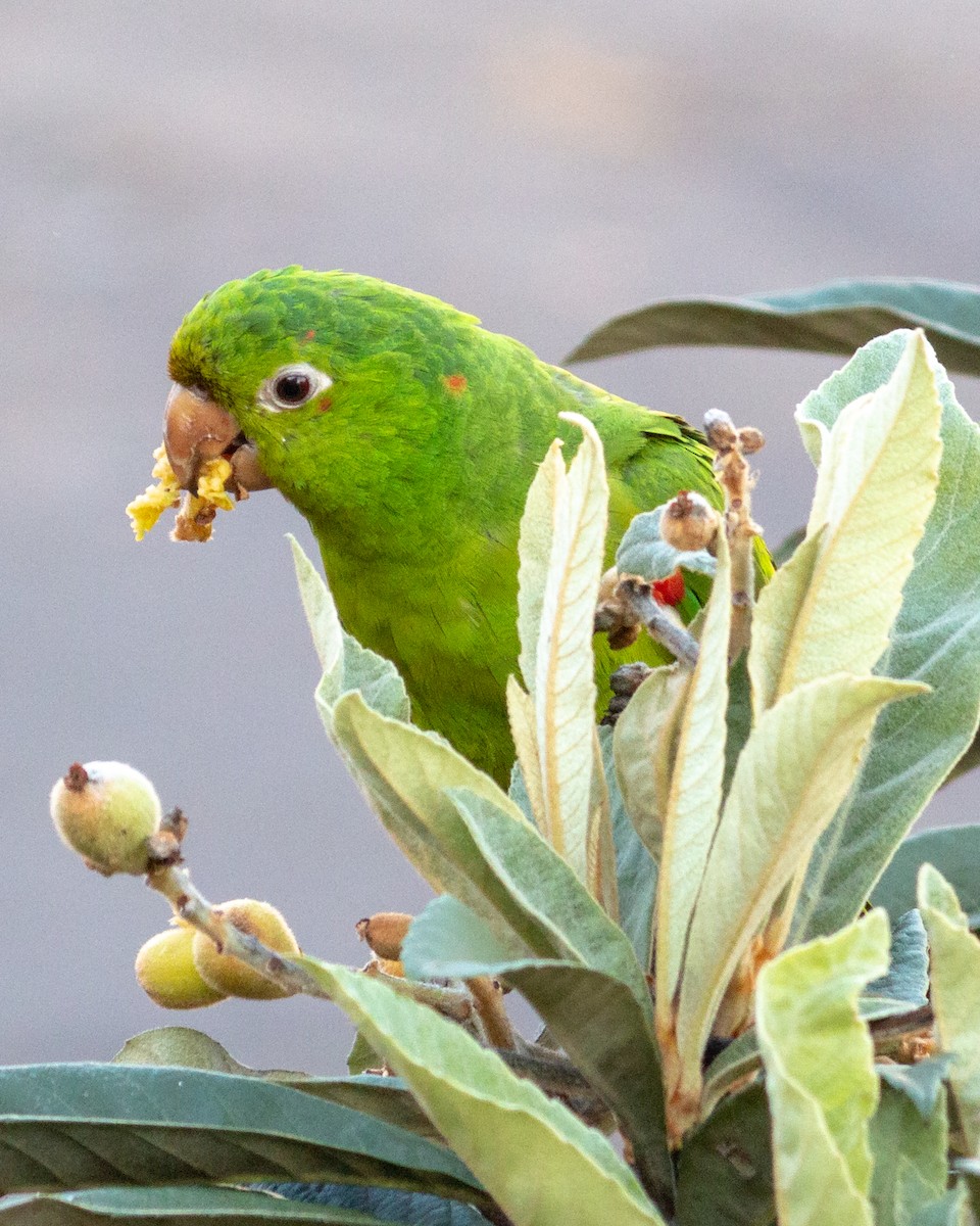 White-eyed Parakeet - ML620169851