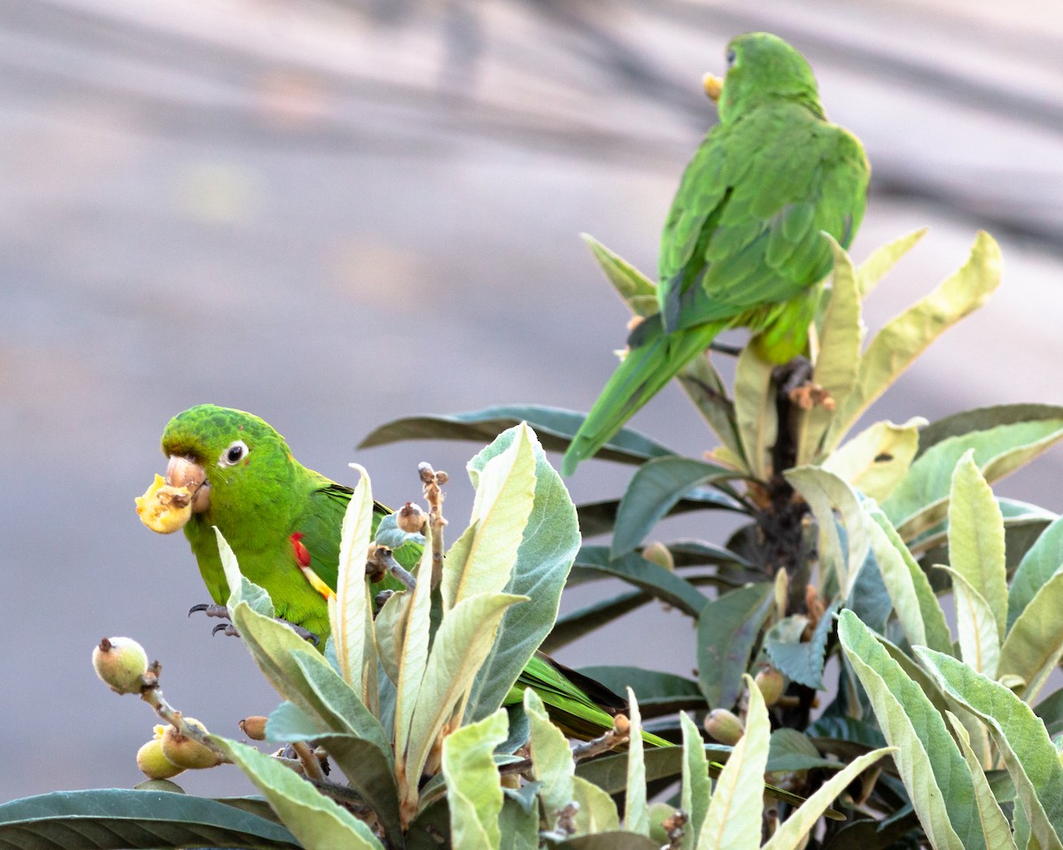 White-eyed Parakeet - ML620169854