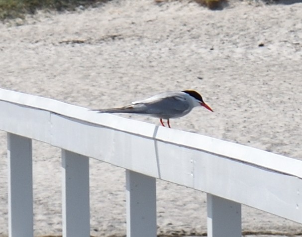 rybák obecný (ssp. hirundo/tibetana) - ML620169860