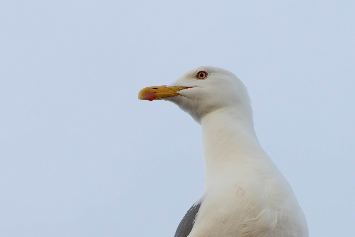 Lesser Black-backed Gull - ML620169862