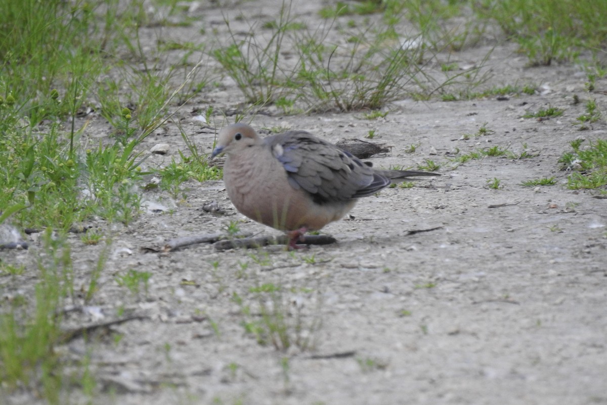 Mourning Dove - ML620169872