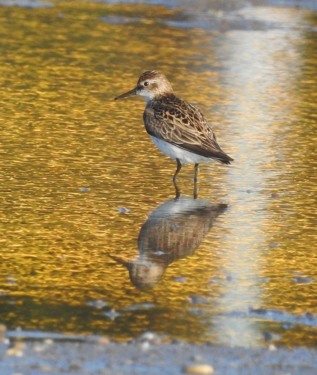 Semipalmated Sandpiper - ML620169875